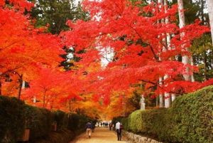 高野山の紅葉の見頃は10月下旬から！おすすめスポットはこちら