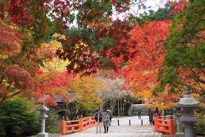 高野山の紅葉の見頃は10月下旬から11月上旬