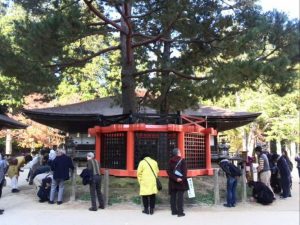 持っていると幸せになれる高野山の三鈷の松の3本葉