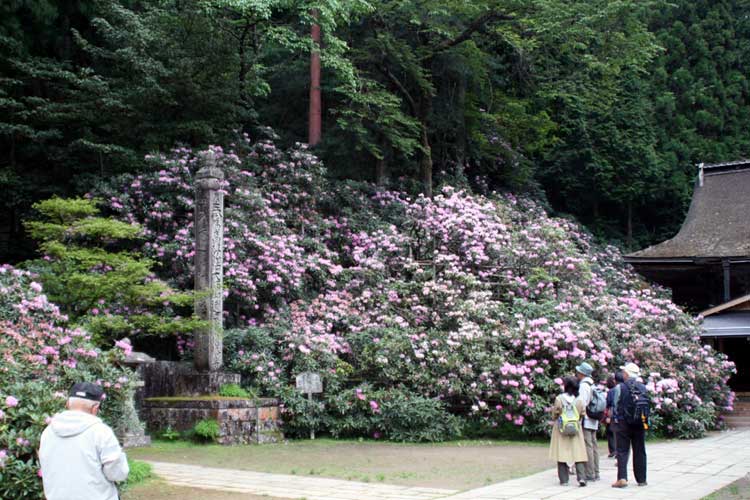 金剛三昧院の石楠花