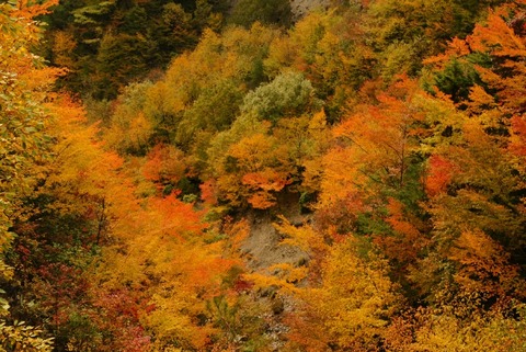 龍神スカイラインの紅葉